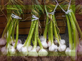 Garlic Stems