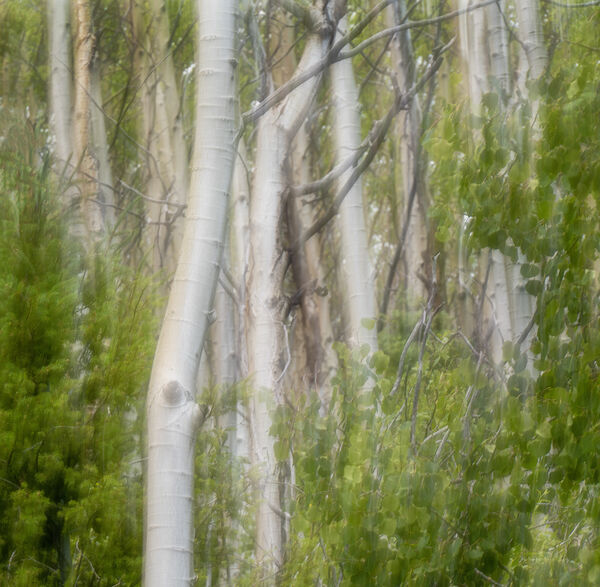 Many Birches