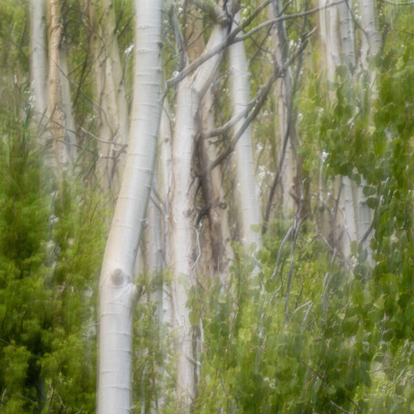 Many Birches