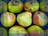 Pears