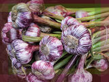 Red Garlic