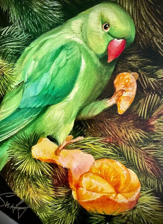 Green parrot green parakeet eating mandarin