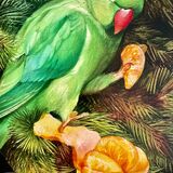Would you like some? Green parrot green parakeet eating mandarin
