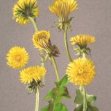 Dandelions