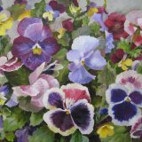 Pansies Violet