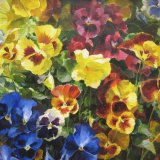 Pansies Yellow