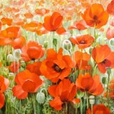 The red field of Poppies