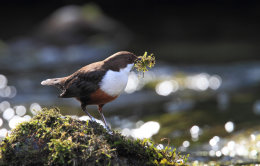 The Dipper, 29th October 2015
