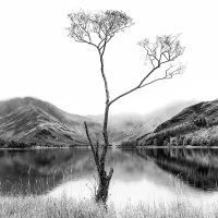 Lone Tree