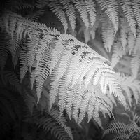 Fern