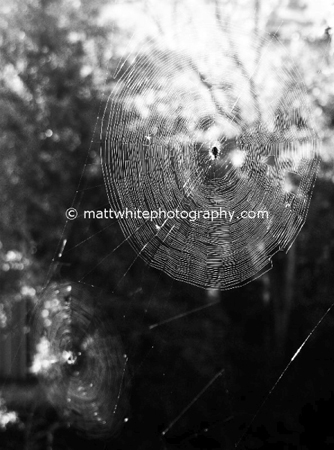 Autumn Cobweb