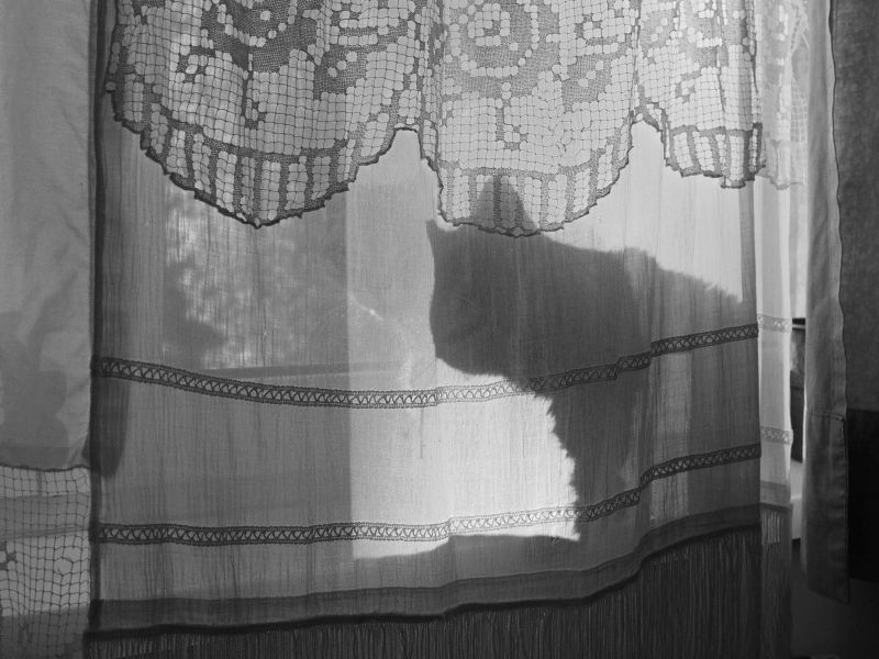 Two Mellies on the Sill