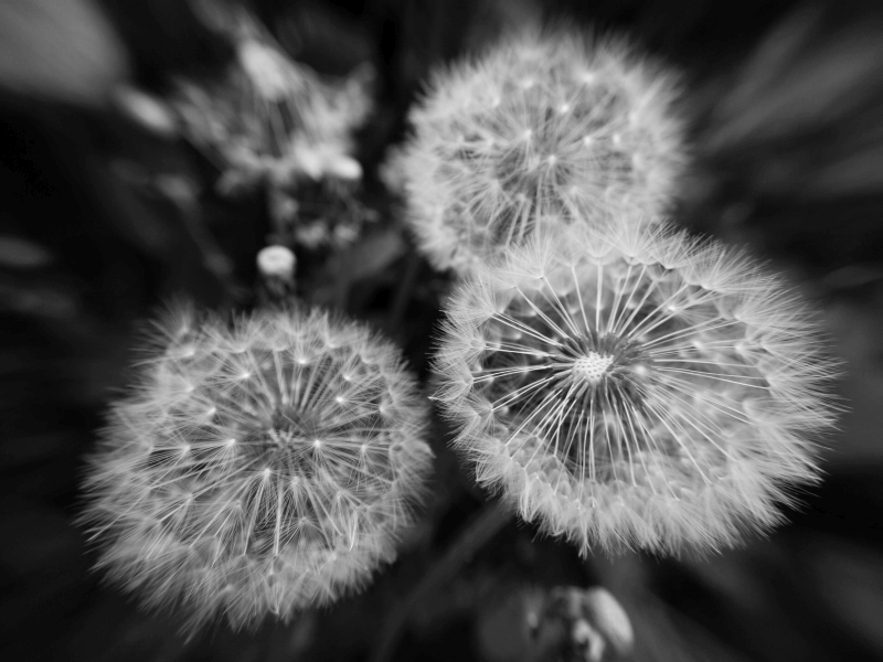 Three Dandelions