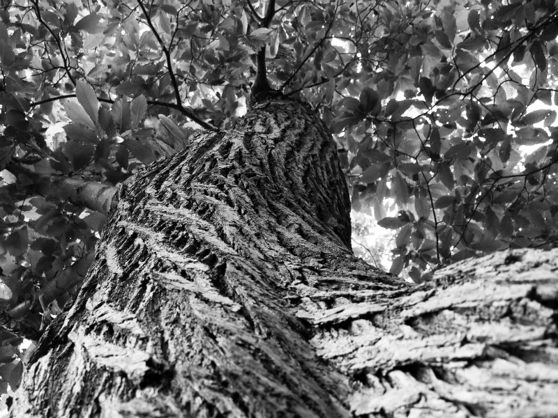 Emma's Tree