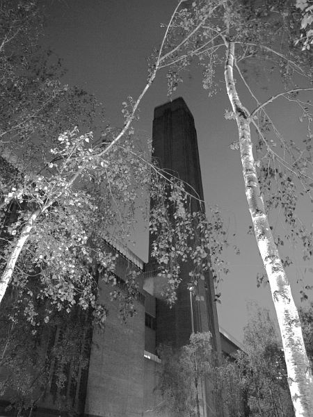 Tate Silver Birches