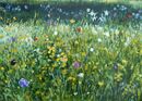 SPRING MEADOW II<br>Acrylic on Paper<br>35.0 x 25.0cms