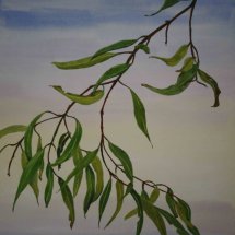 Angophora New Growth
