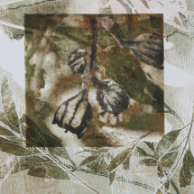 Angophora Gum Nuts, solar etching