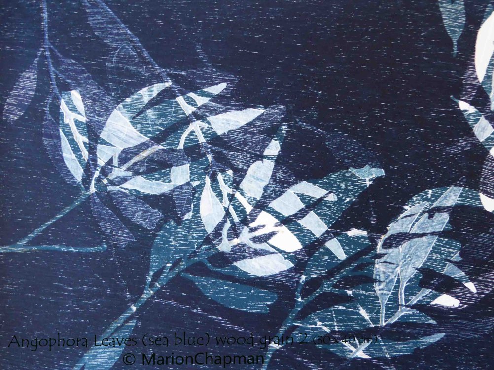 Angophora Leaves (sea blue) wood grain 2