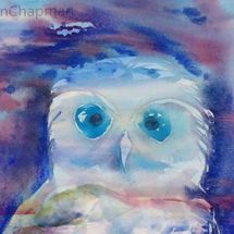 Boobook Owl