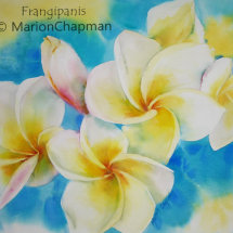 Frangipanis