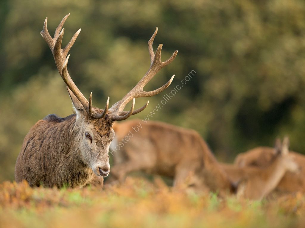 Red Deer and Dow