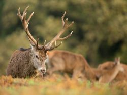 Red Deer and Dow