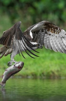 Osprey and Trout
