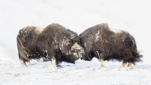 Musk Ox