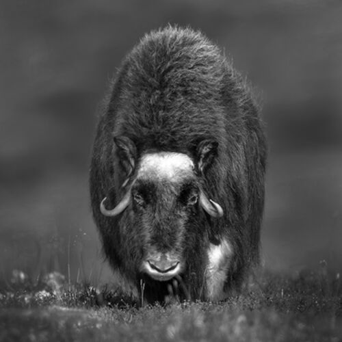 Female Musk Ox