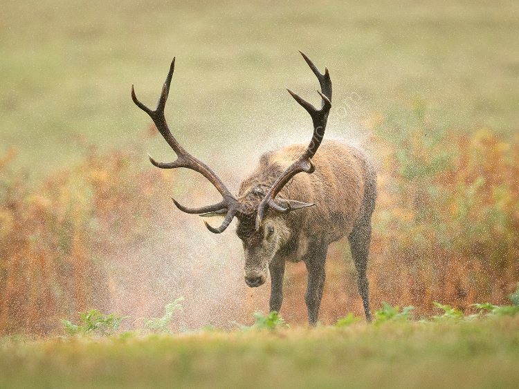 Shaking Stag