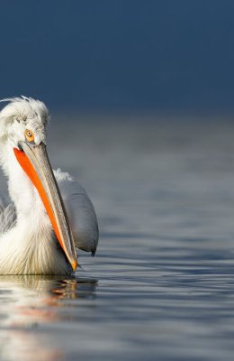 Pelican 3