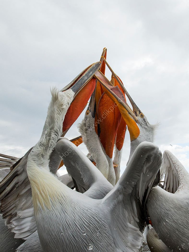 Pelican 16