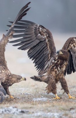 Fighting Eagles 2