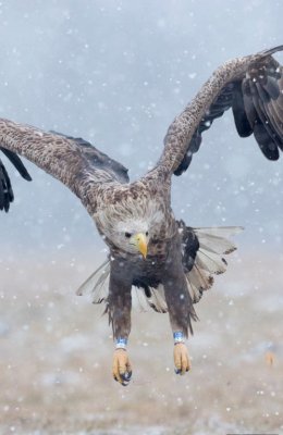 Eagle in Snow