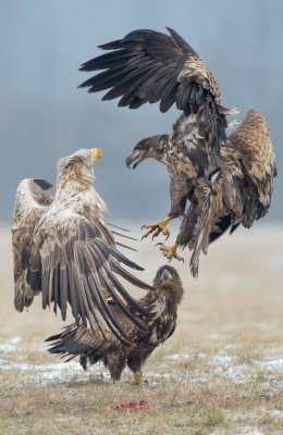 Fighting Eagles 3