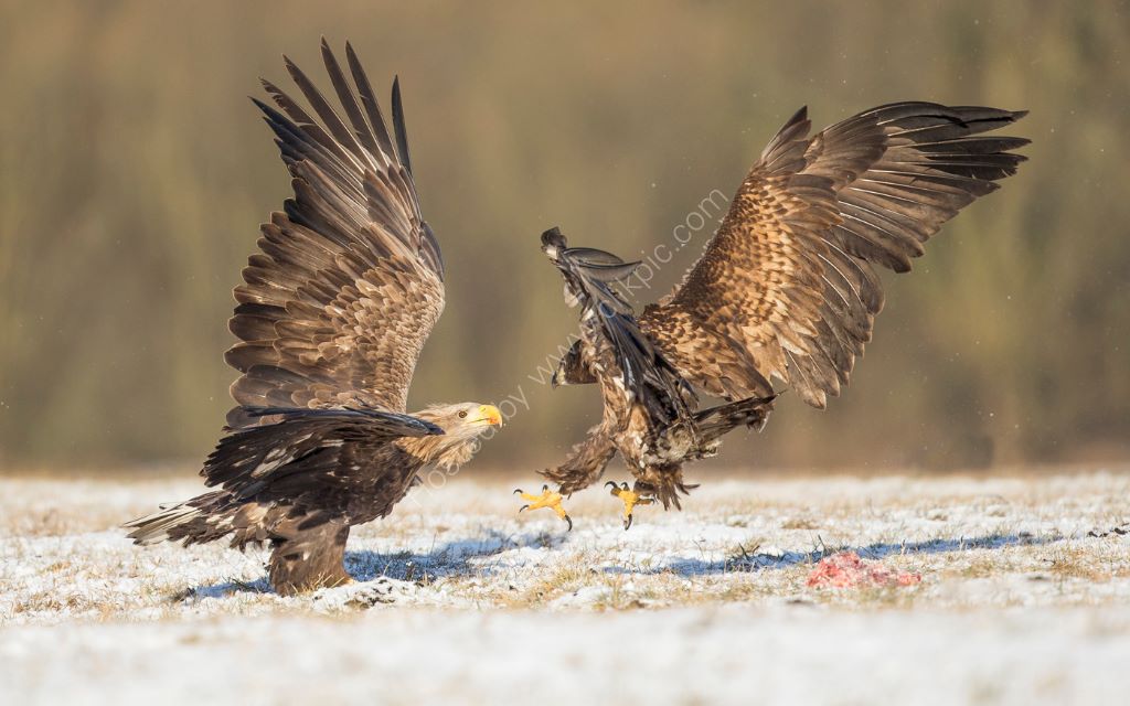 Fighting in Evening Light