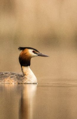 Great Crested Grebe