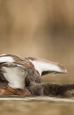 Displaying Grebe