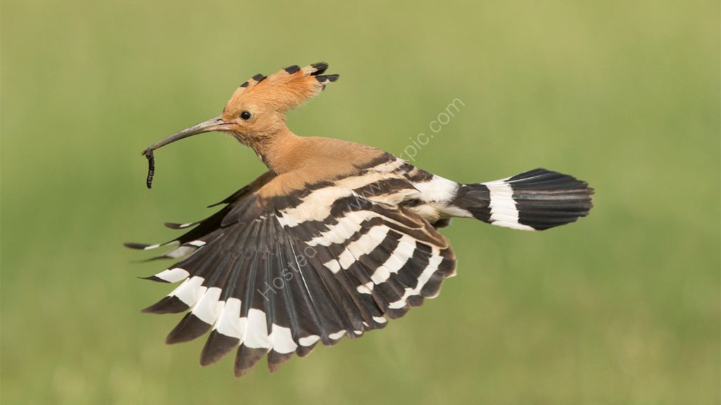 Hoopoe in Flight