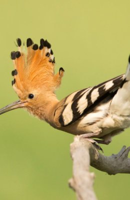 Displaying Hoopoe