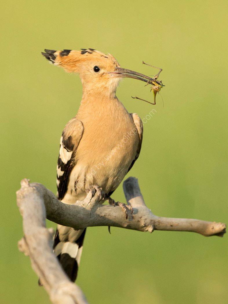 Hoopoe and Grasshopper