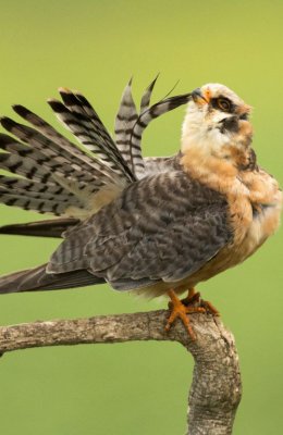 Female Red Footed Falcon