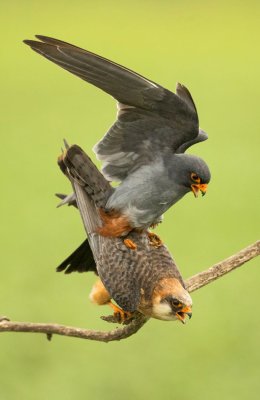 Breeding Falcons