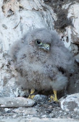 Kestrel Chick