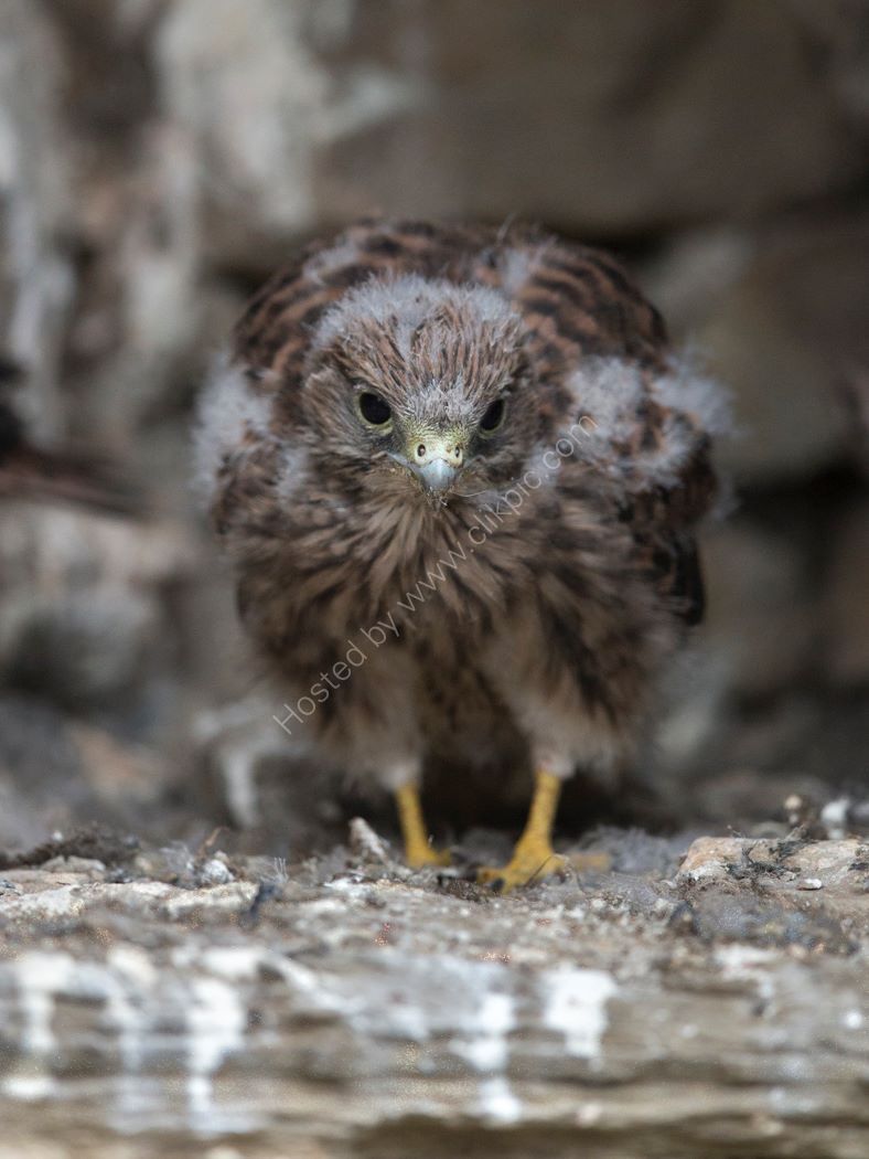Kestrel chick 5