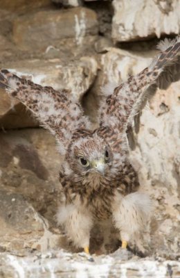 Kestrel Chick 6