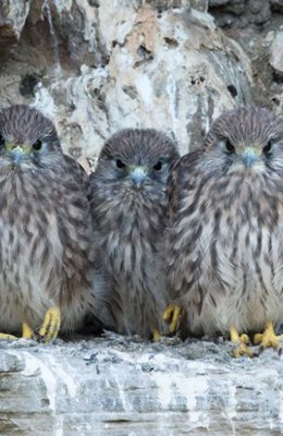 Five Kestrel Chicks