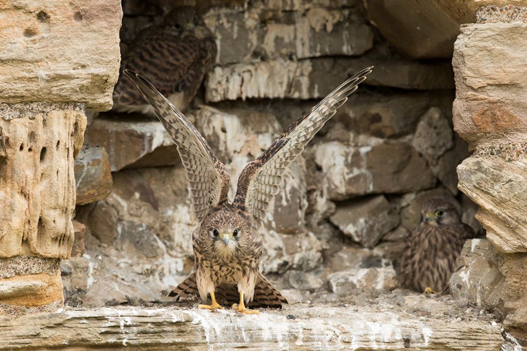 Kestrel Chick 8