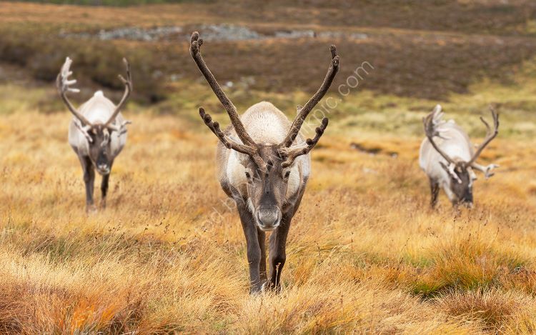 Three Deers
